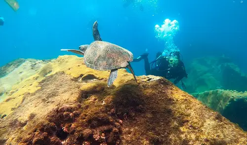 Discover Scuba Diving